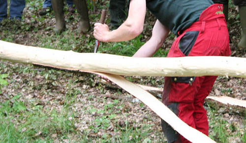 Stripping oak bark for leather tanning